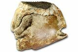 Fossil Woolly Mammoth Partial Lower Jaw with M - North Sea #370405-5